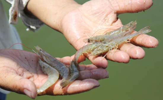 Tình hình dịch bệnh trên tôm nuôi và biện pháp phòng trị