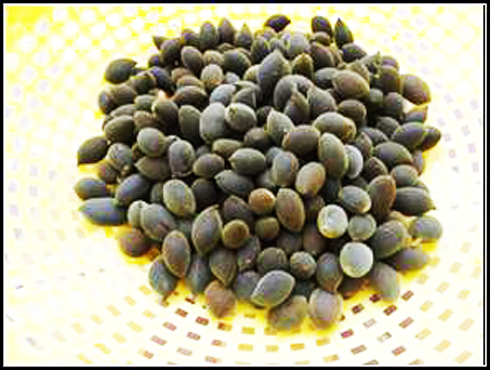 Thương nhớ trái cây rừng