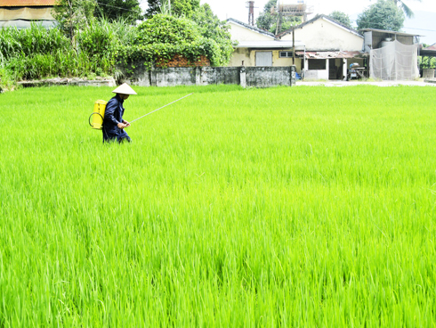 Xây dựng bộ giống lúa Khánh Hòa