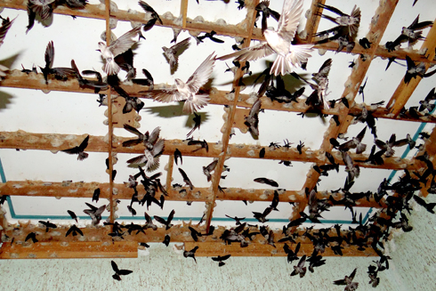 Nuôi chim yến trong nhà: Sẽ quy định chặt chẽ hơn