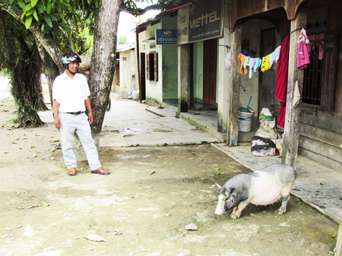 Nuôi heo đen tại xã Cầu Bà