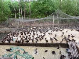 Cướp 13 con vịt, lãnh 7 năm tù