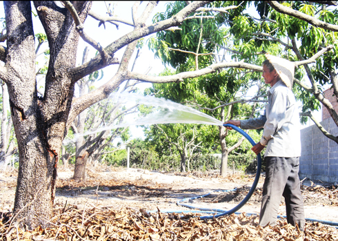 Người dân huyện Cam Lâm luôn vất vả trong việc tìm nguồn nước tưới xoài