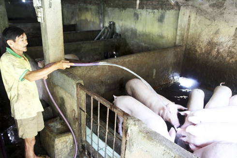 Thấp thỏm với giá thịt heo