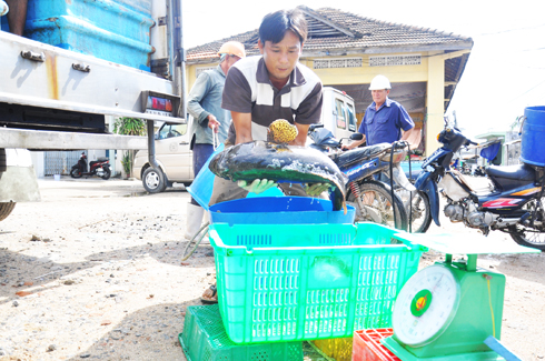 Giấc mơ làm giàu từ cá mú nghệ