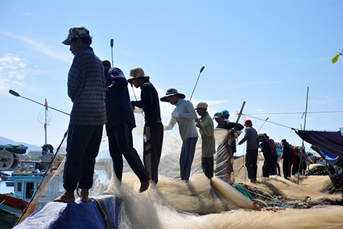 Khi ghe vào bờ, các ngư dân sẽ dung thanh tre nhỏ phía đầu có gắn xốp đập mạnh vào lưới để cá rớt xuống tấm mành để thu hoạch.
