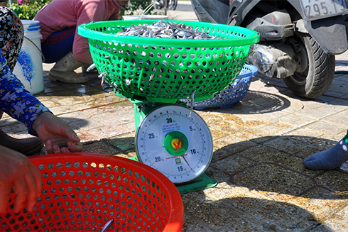 Theo các ngư dân, các đầu nậu thu mua cá chủ yếu sấy khô để bán, chỉ một số ít làm nước mắm.