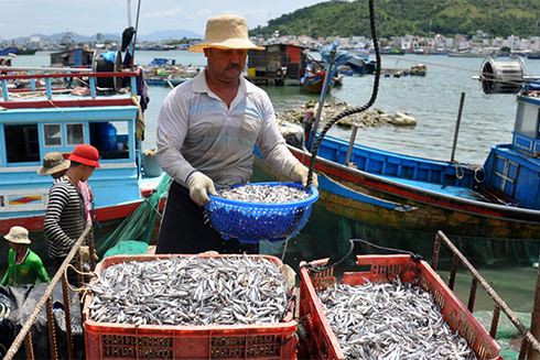 Các ngư dân kỳ vọng mùa cá cơm năm nay sẽ đem lại cho họ cuộc sống tốt hơn.