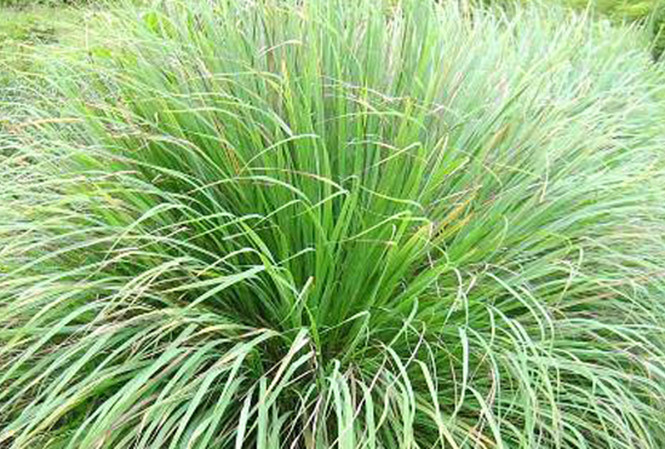 Trồng sả để xua đuổi muỗi, phòng bệnh sốt xuất huyết