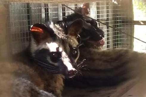 Thả 11 cá thể cầy vòi về môi trường tự nhiên