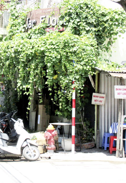 Biển tên đường bị cây leo che phủ