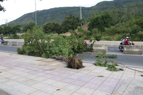 Cây điệp hoa vàng, cao khoảng 10 mét, đường kính gần 40cm bất ngờ đổ xuống đường.