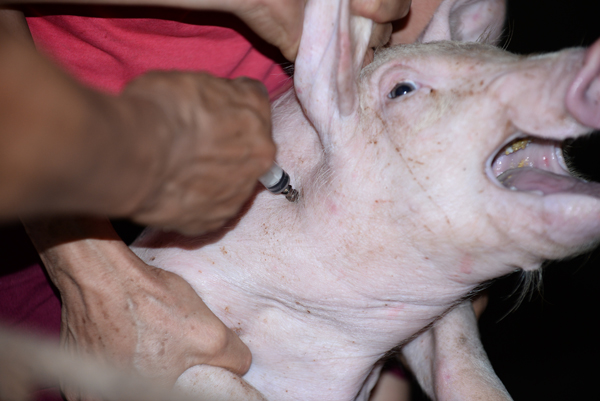 Từ 2018, cấm dùng kháng sinh trong chăn nuôi và thủy sản