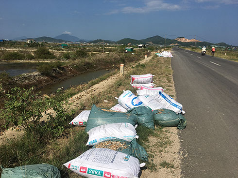 3,2ha nuôi ốc hương ở xã Ninh Thọ bị thiệt hại hoàn toàn