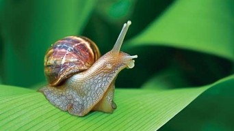 Keo siêu dính từ loài sên