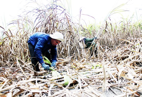 Mía vẫn là cây trồng chủ lực của người dân xã Ninh Xuân
