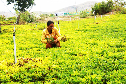 Người dân ở thôn Ninh Yển (xã Ninh Phước, thị xã Ninh Hòa) sản xuất vụ cuối để di dời nhường đất  cho Dự án Nhà máy nhiệt điện Vân Phong 1