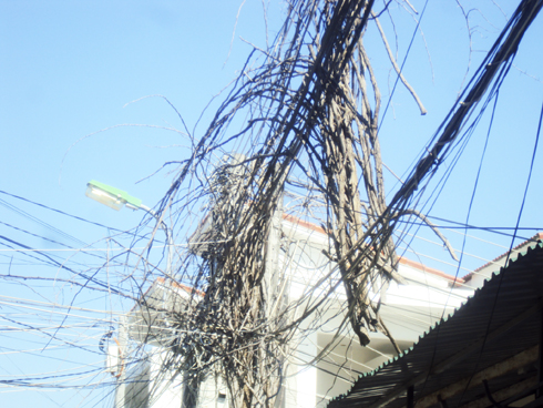 Cây khô trên dây điện, cáp viễn thông