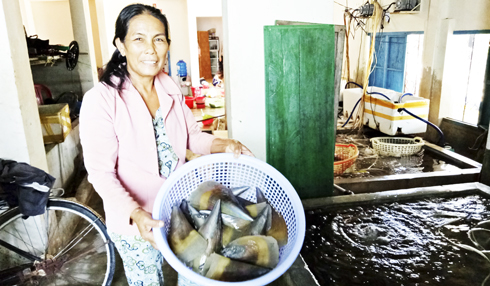 Vạn Ninh: Người dân nuôi sò mai tự phát