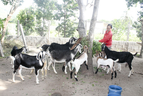 Bà Phương đang cho dê ăn