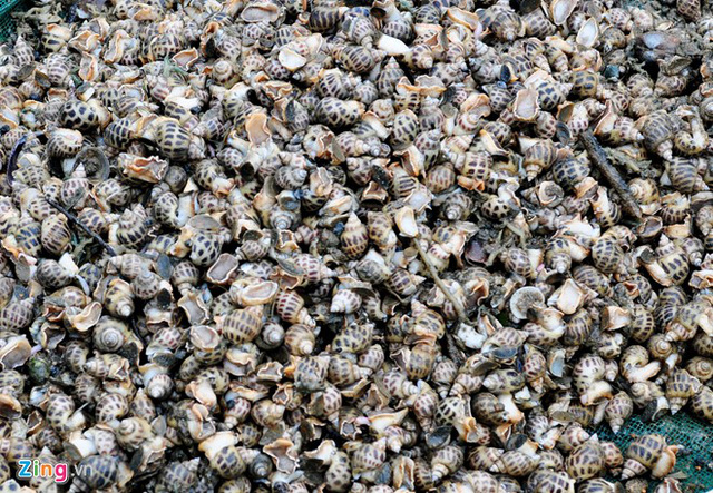Đã xác định nguyên nhân ốc hương chết ở Ninh Hòa