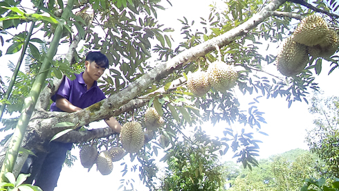 Sầu riêng tăng giá nhưng thu nhập giảm