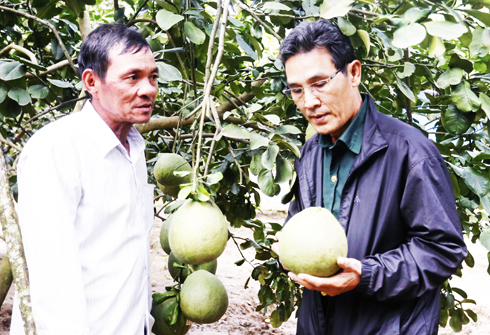 Bưởi da xanh Khánh Vĩnh đang được xúc tiến xây dựng thương hiệu