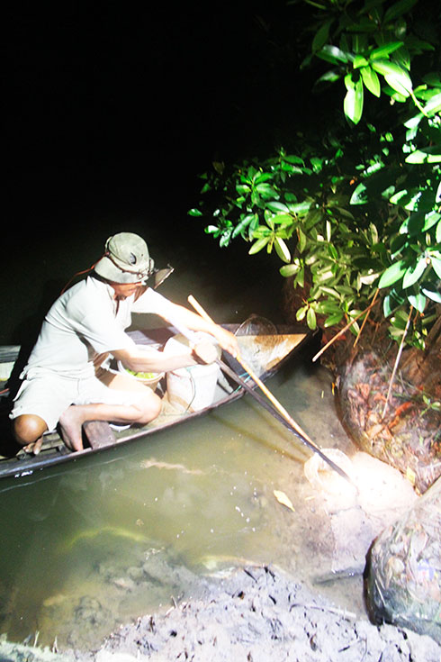 Săn cua biển giống