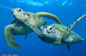 Workshop on turtle rescue skills