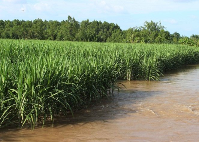 Hỗ trợ khôi phục sản xuất do thiên tai, dịch bệnh