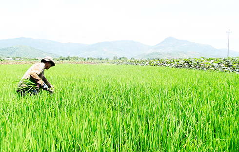 Tập trung phát triển kinh tế