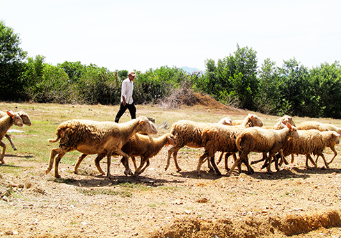 Xã Cam Thịnh Đông: Sẽ thu hẹp chăn nuôi dê, cừu