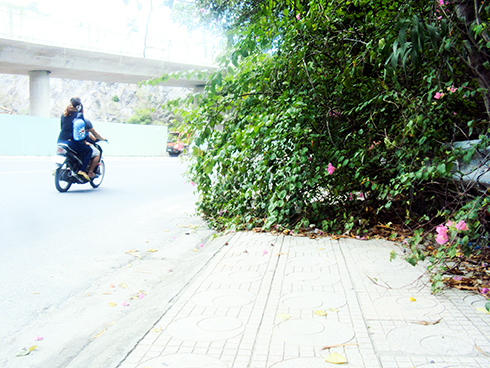 Cây xanh phủ kín vỉa hè