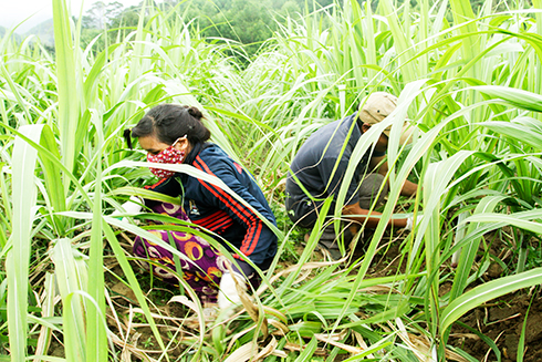 Triển vọng từ giống mía mới