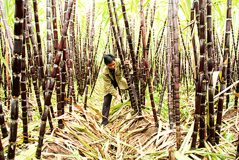 Harvesting purple sugarcane in Khanh Son