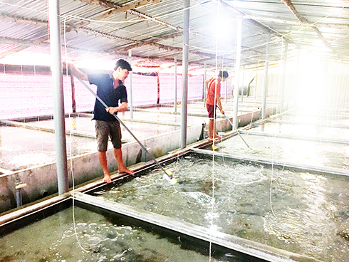 Thua lỗ vì ốc hương giống