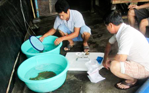 Triển vọng mới từ loài móng tay dày