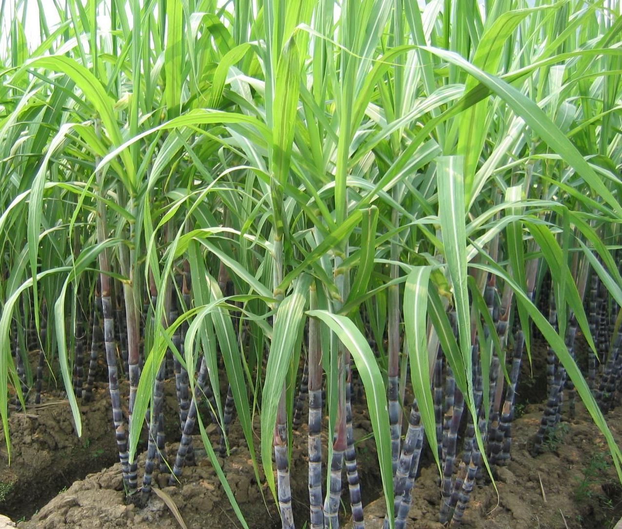 Diên Khánh: Mía đầu niên vụ phát triển tốt