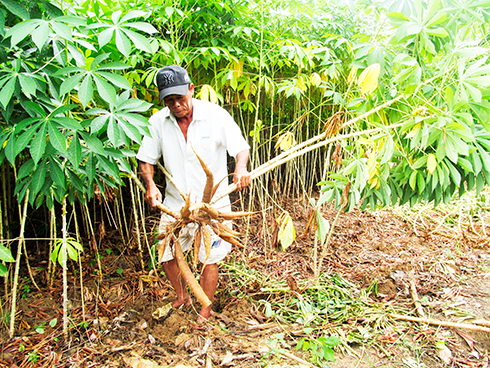 Xã Ninh Ích: Chọn mì nếp làm sản phẩm chủ lực