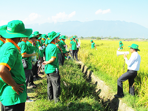 Hội thảo về giống lúa thơm chất lượng cao