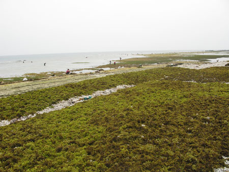 Giá rong mơ tăng cao