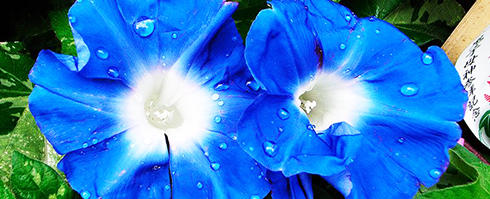 Lần đầu tiên sử dụng công nghệ chỉnh sửa gene để thay đổi màu sắc của hoa