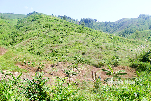 Tranh chiếm đất rừng Suối Sổ