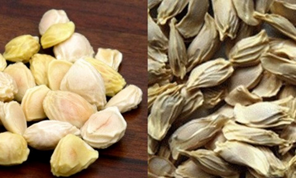 Hạt bưởi và những công dụng không ngờ