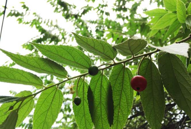 Cây trứng cá phòng ngừa ung thư, trị gout và tiểu đường