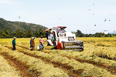 Thu hoạch hơn 18.000ha lúa hè thu