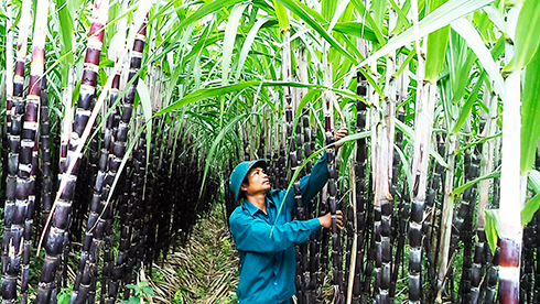 Ngân hàng Chính sách xã hội huyện Khánh Sơn: Đồng hành cùng người nghèo