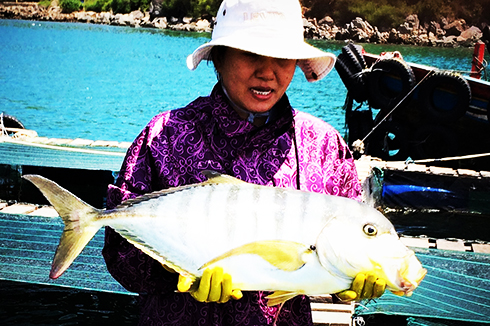 Sản xuất thành công giống cá khế vằn: Góp phần đa dạng đối tượng nuôi