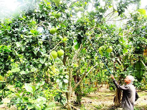 Điều chỉnh Đề án Chuyển đổi cây trồng: Tập trung vào cây bắp và cây ăn quả