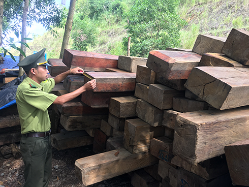 Phát hiện 76 khúc gỗ xẻ hộp cất giấu tại vườn keo